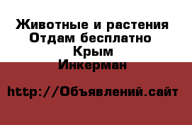 Животные и растения Отдам бесплатно. Крым,Инкерман